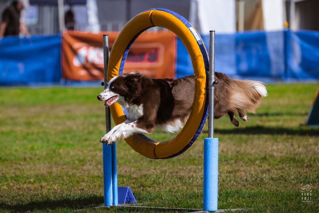 Dog jumping through a hoop