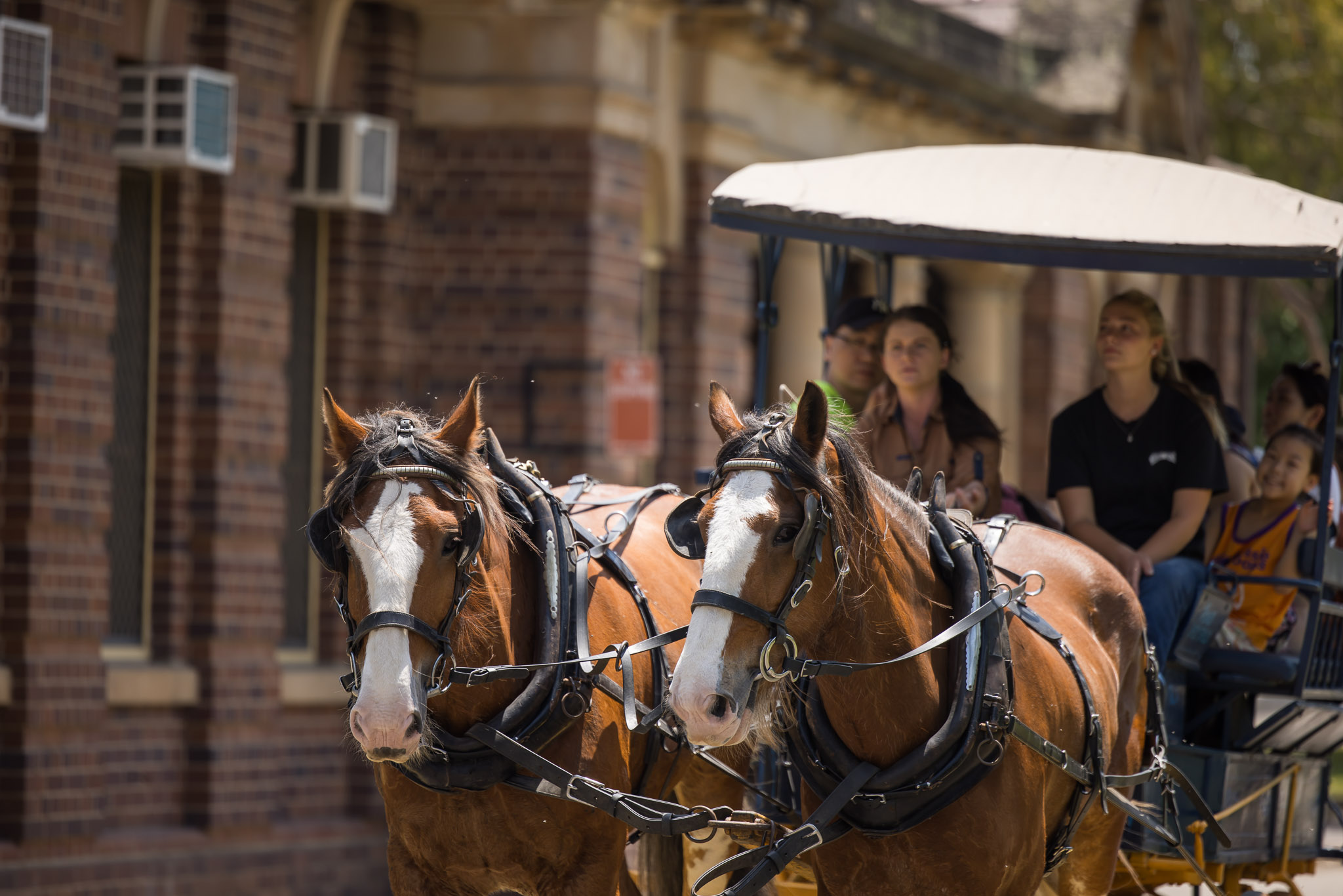 Two horses pulling a carriage