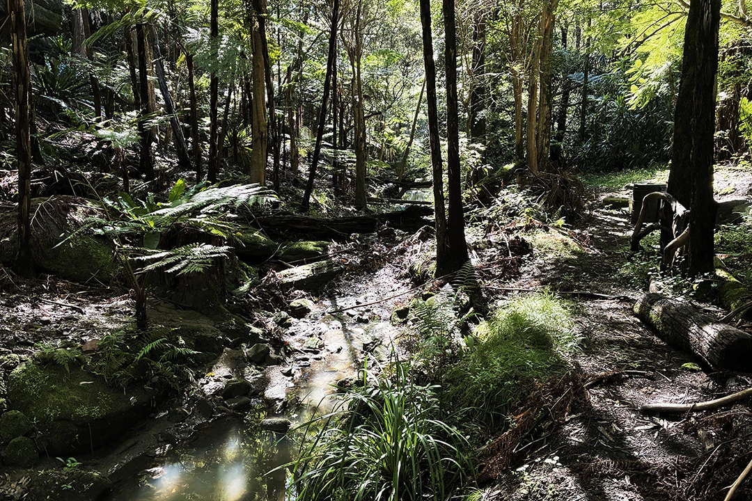 Sun-dappled forest scene with tall trees and thick foliage surrounding a gentle stream. Mossy rocks and ferns enhance the serene, earthy atmosphere.
