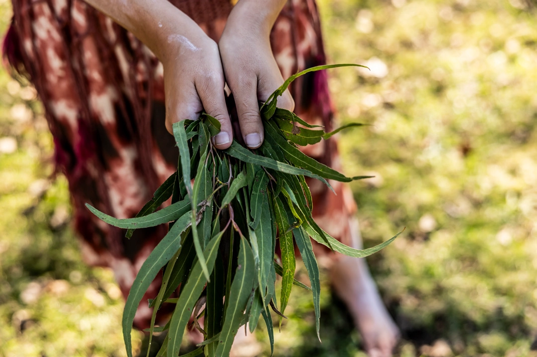 A person holds a bundle of green eucalyptus leaves, with a blurred grassy background.