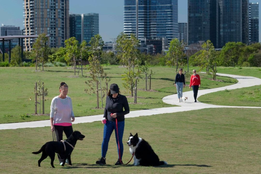 Two woman with their dogs on the grass