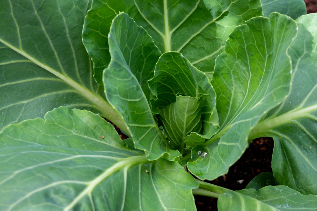 Green cabbage being grown