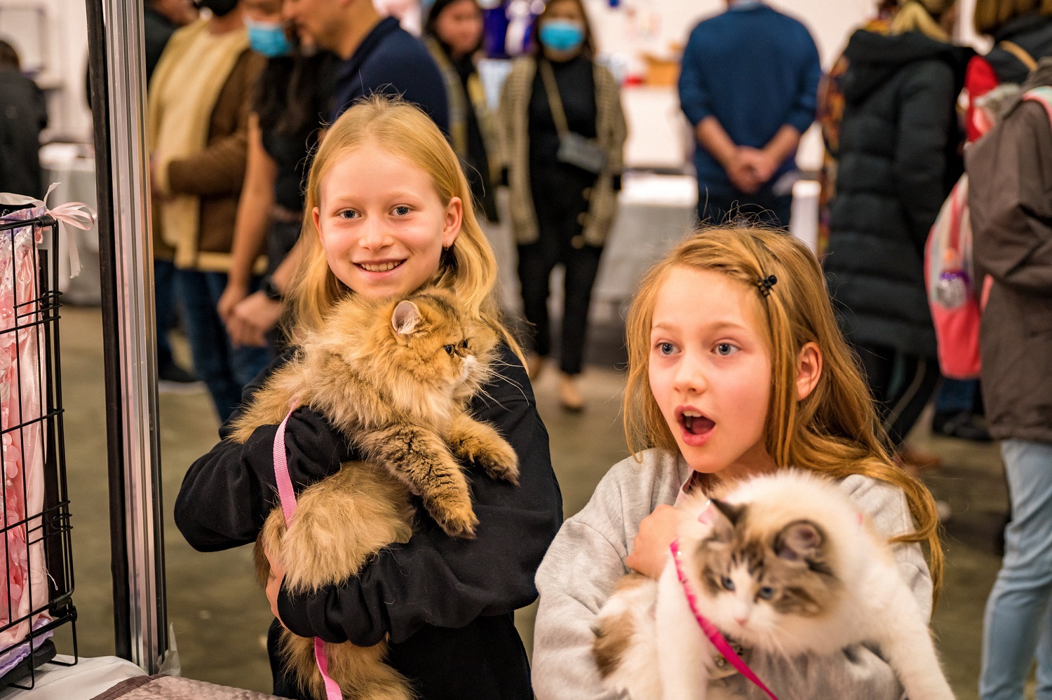 CAT LOVERS FESTIVAL – SYDNEY