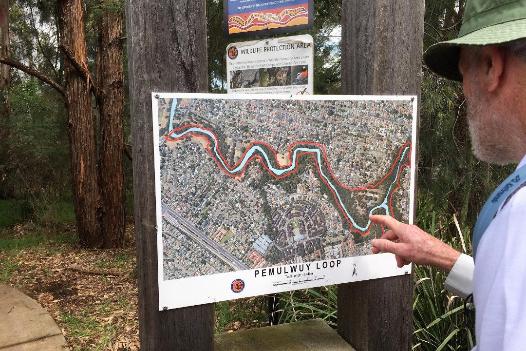 Man looking at Pemulwuy map on the Great West Walk