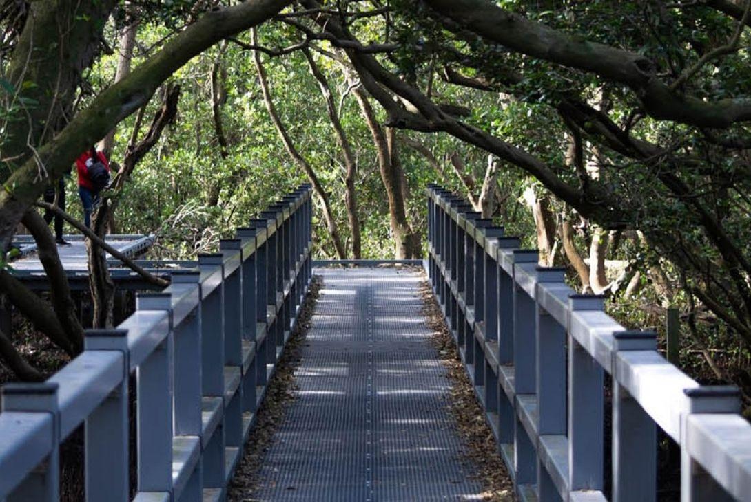 mangroves