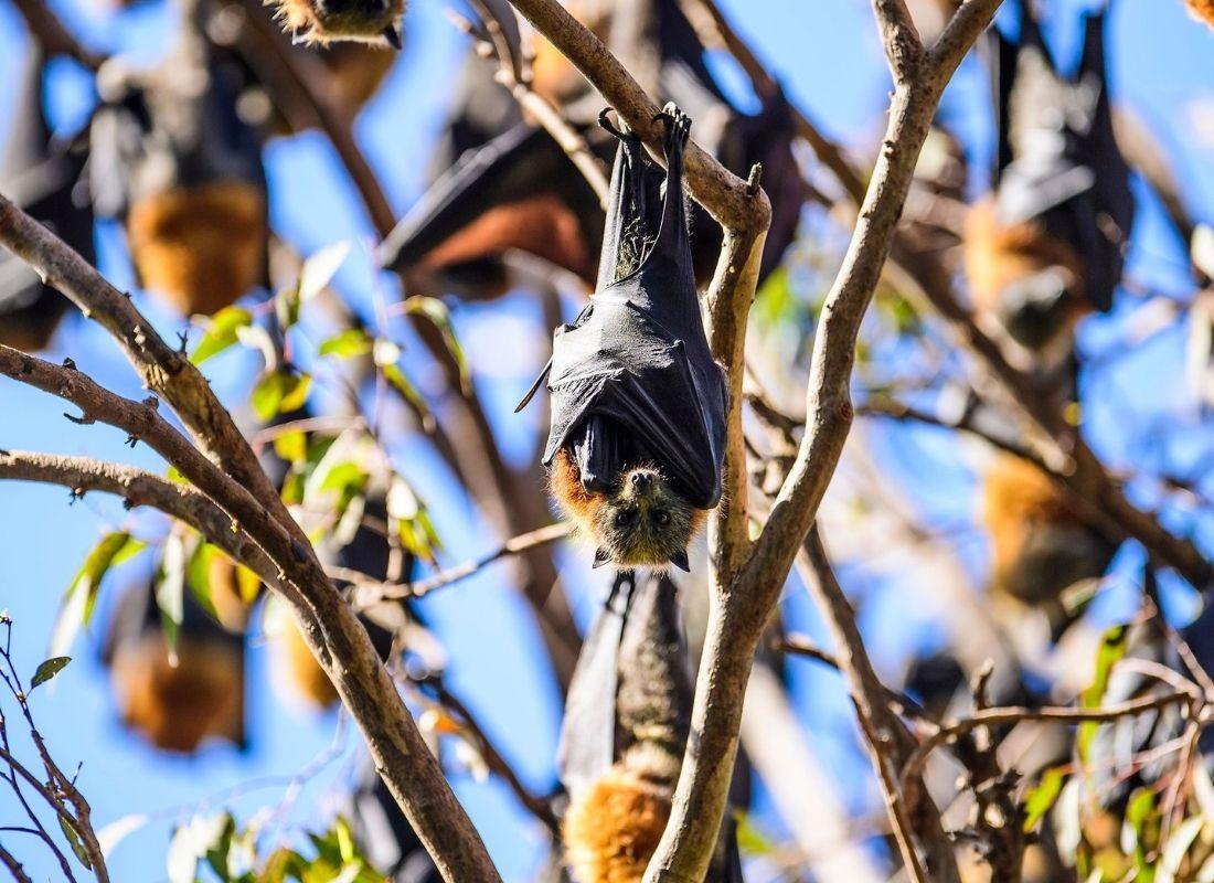 Grey headed flying foxes at Parramatta Park