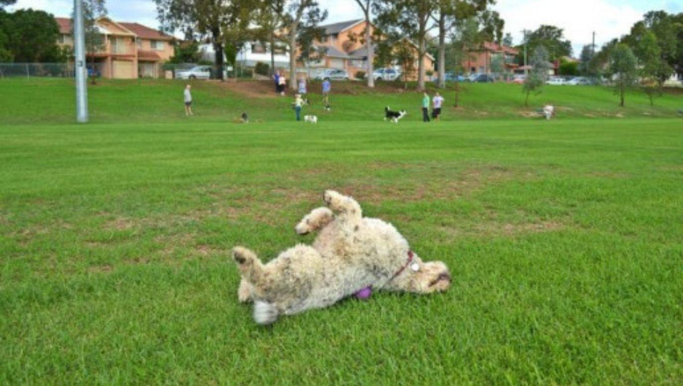 Dog at Dan Mahoney Reserve