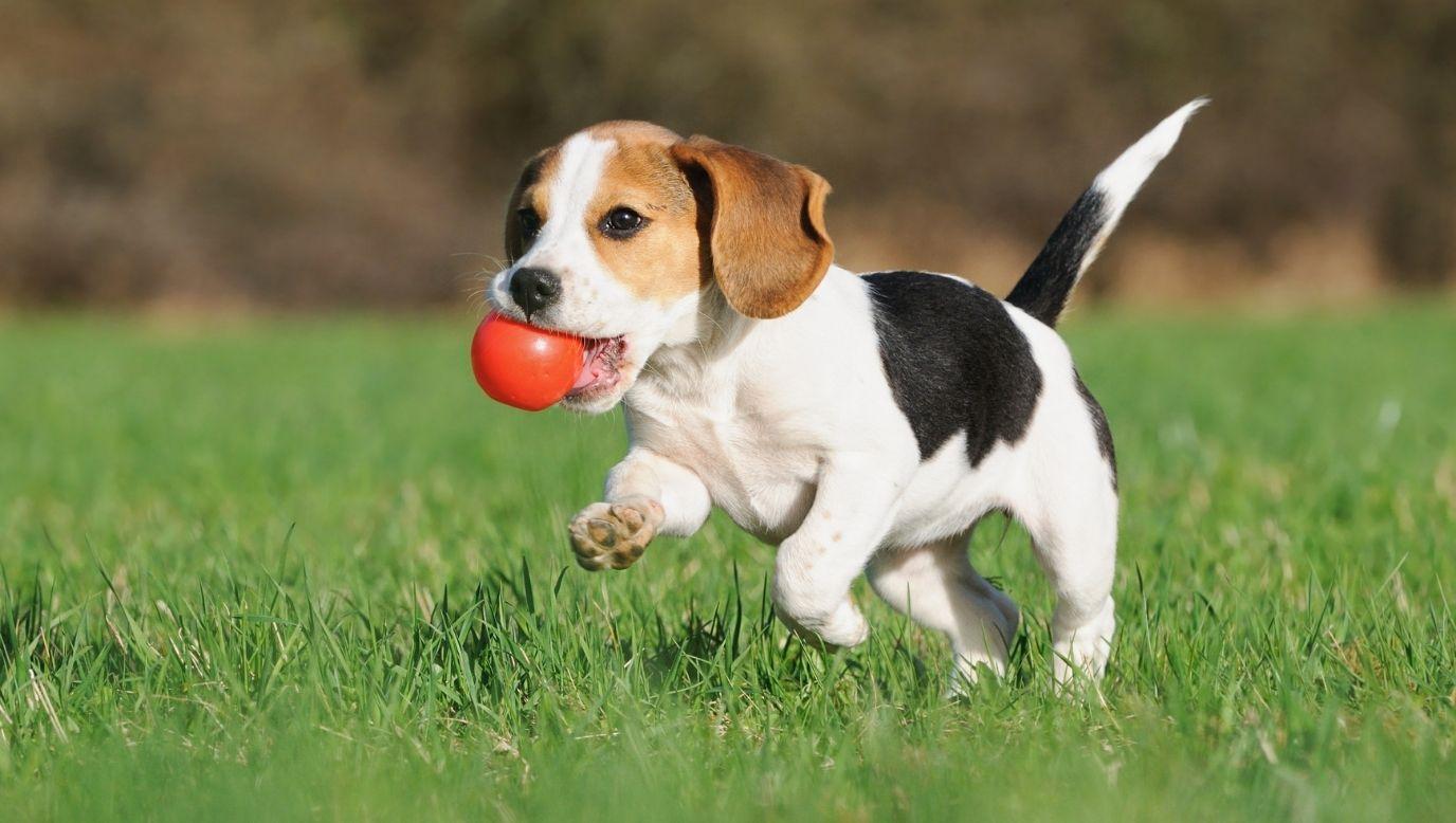 Dogs with ball in mouth