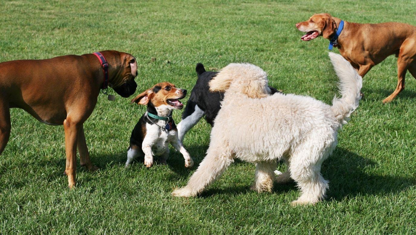 Dogs playing at park