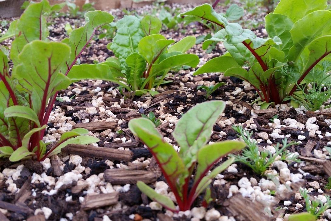 lettuce leaves growing in garden