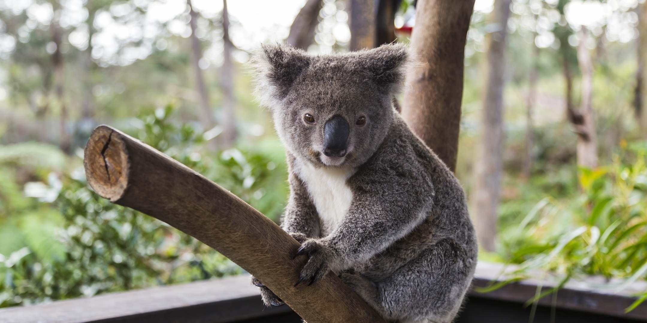 Koala on a branch