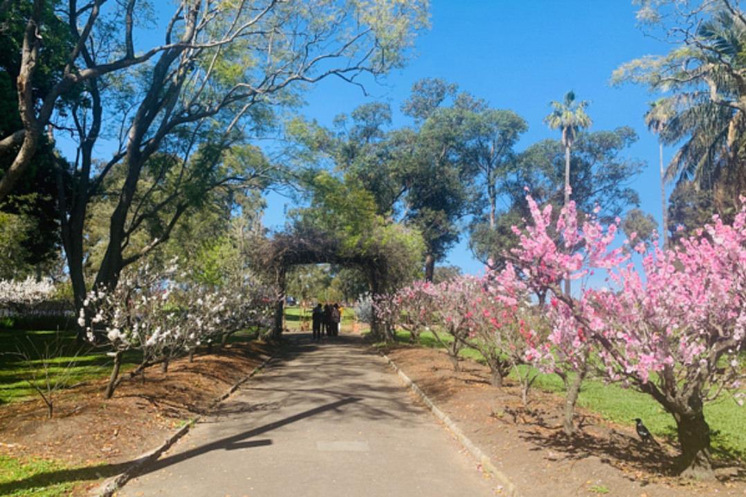 wistaria gardens in blossom