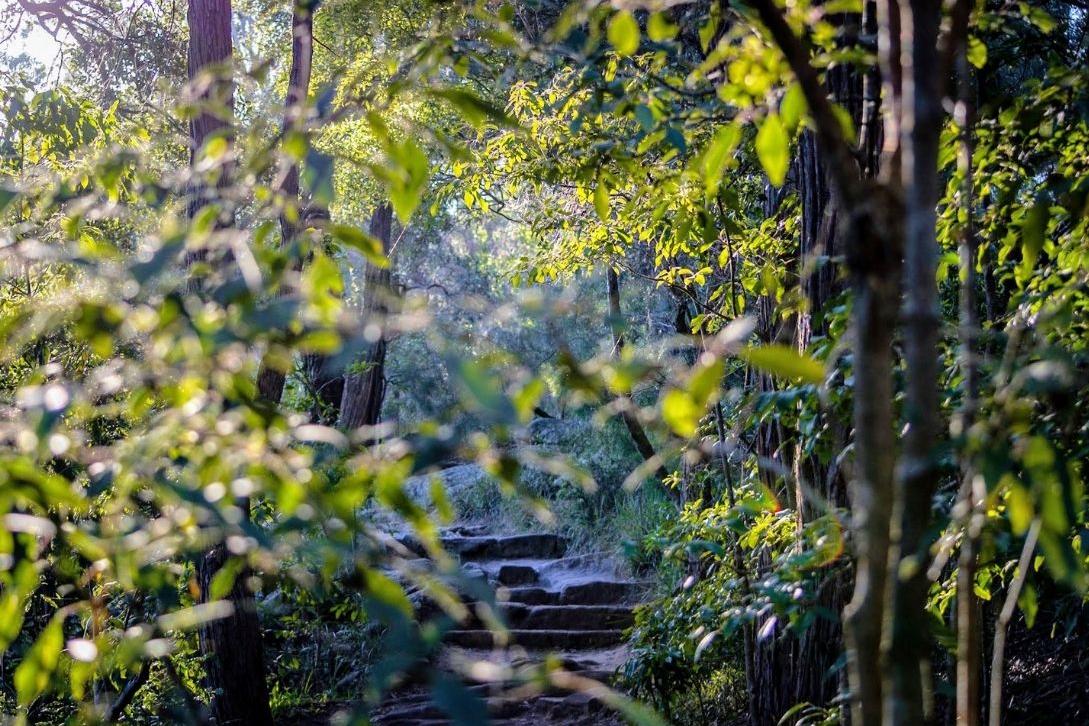 Lake Parramatta bush walking track