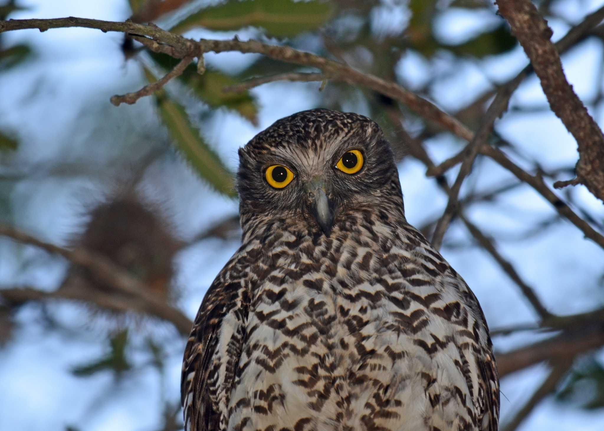 Powerful Owl