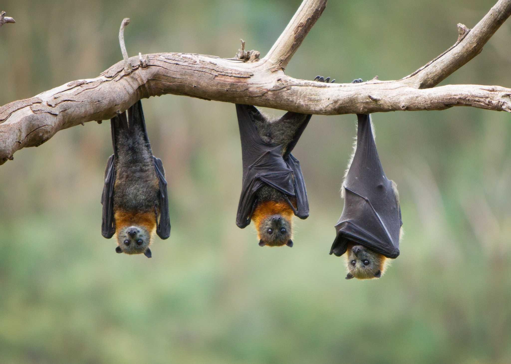 Grey Headed Flying Fox