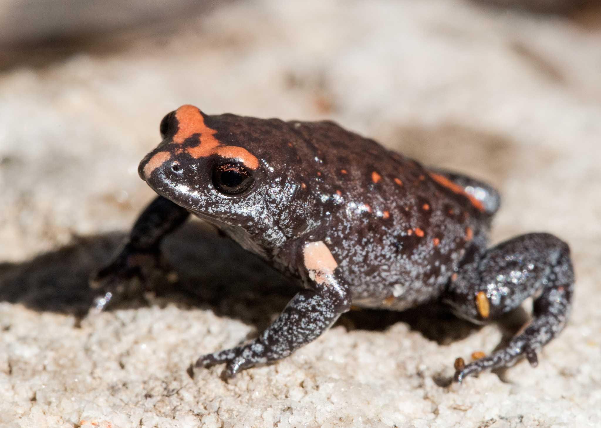 Red Crowned Toadlet