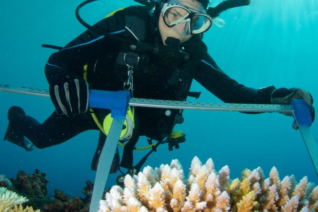 Person in scuba diving gear measuring coral