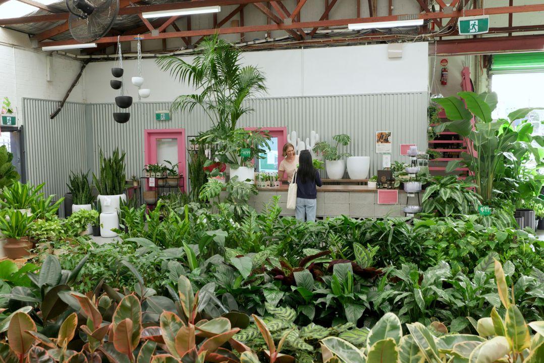Large room full of a range of small green plants