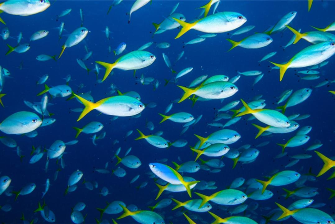 A vibrant school of fish swims in deep blue water. The fish are silver with yellow accents, creating a dynamic and lively underwater scene.