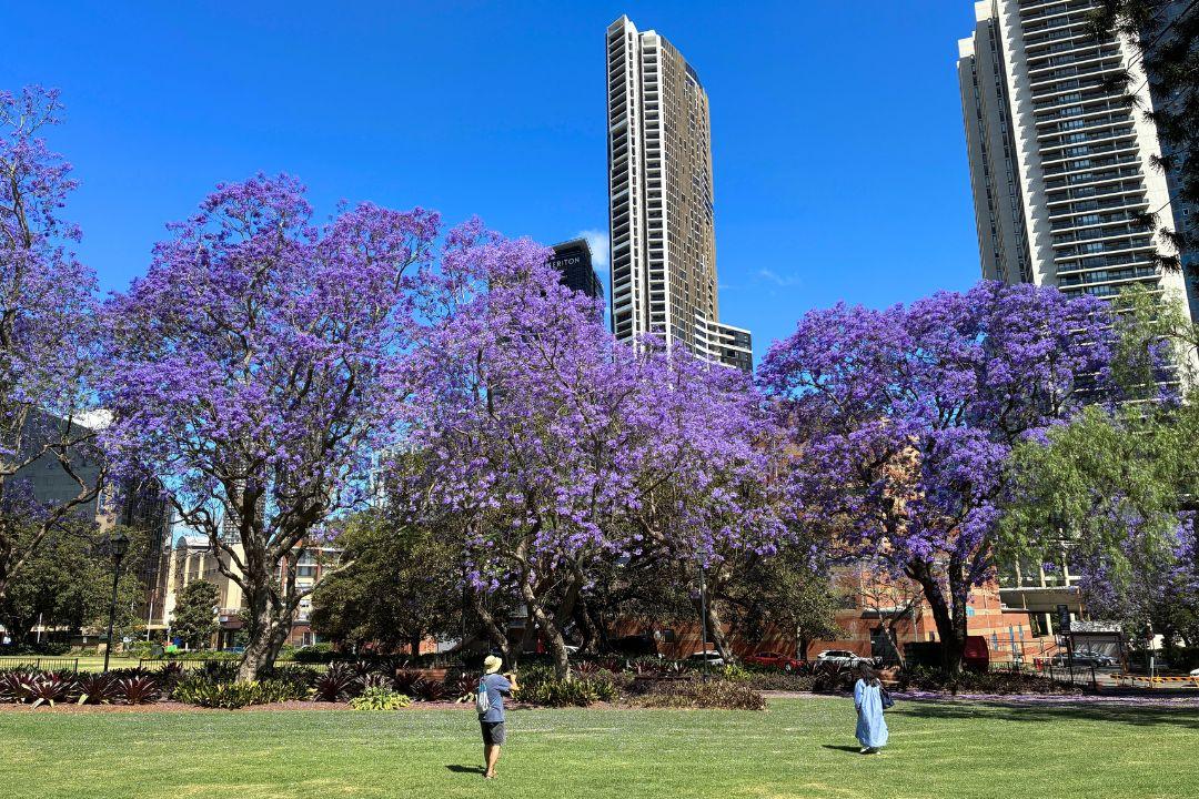 A sunny park scene with purple jacaranda trees and two people walking on grass. Tall buildings rise in the background against a clear blue sky.