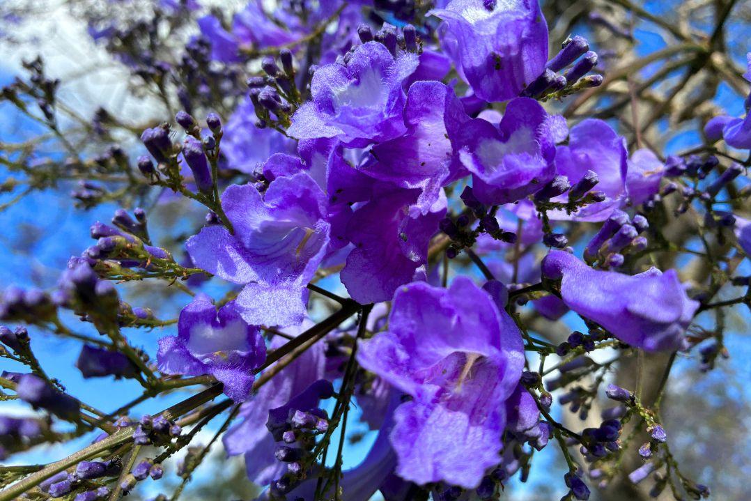 Purple Jacaranda tree