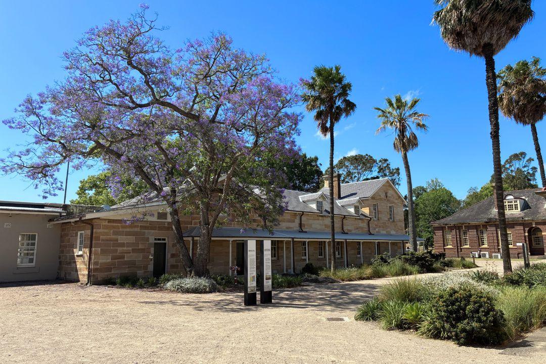 Alt text: A sunny courtyard with a blooming jacaranda tree, tall palm trees, and a historic adobe building. The scene conveys a serene, tropical atmosphere.