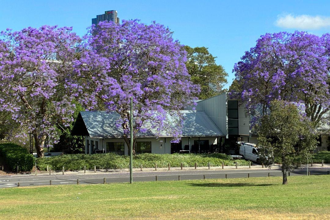 A scenic view of purple-flowered jacaranda trees line a lush green park. A charming white house is visible in the background under a clear blue sky.