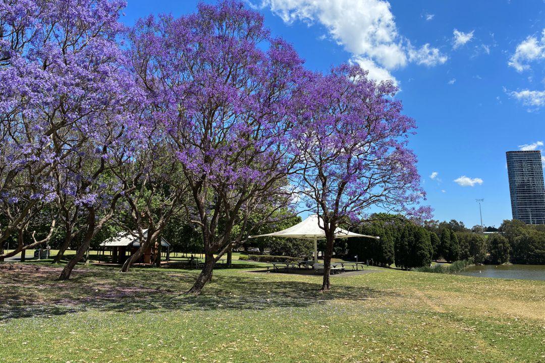 Jacaranda trees with vibrant purple blossoms stand beside a grassy area and large white tents. A blue sky and scattered clouds suggest a sunny day.