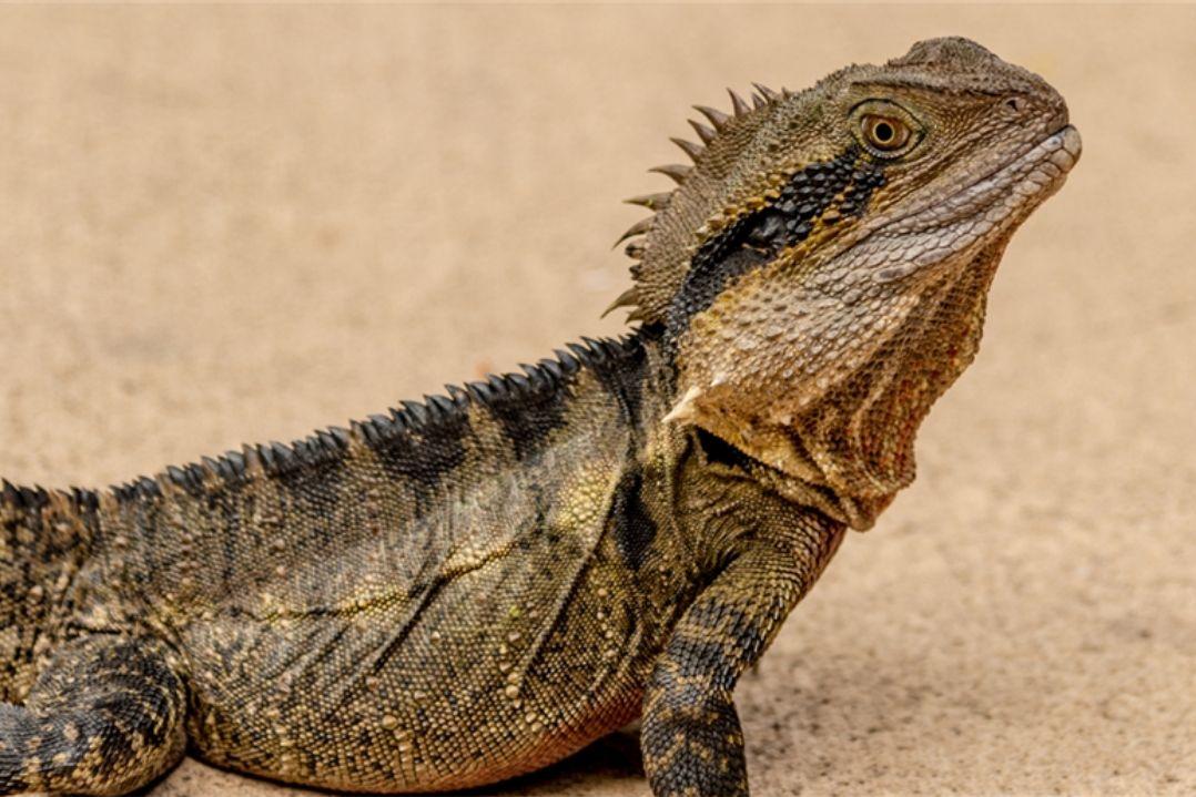 A bearded dragon basking on a sandy surface, eyes closed, displaying a textured body with spiky scales. The scene conveys a sense of relaxation.