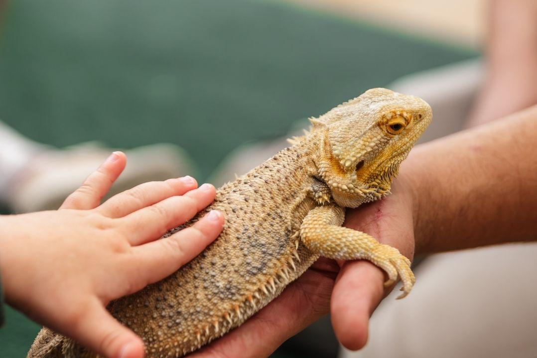 A child gently touches a bearded dragon held by an adult. The scene conveys curiosity and learning, with a focus on the textured scales of the reptile.