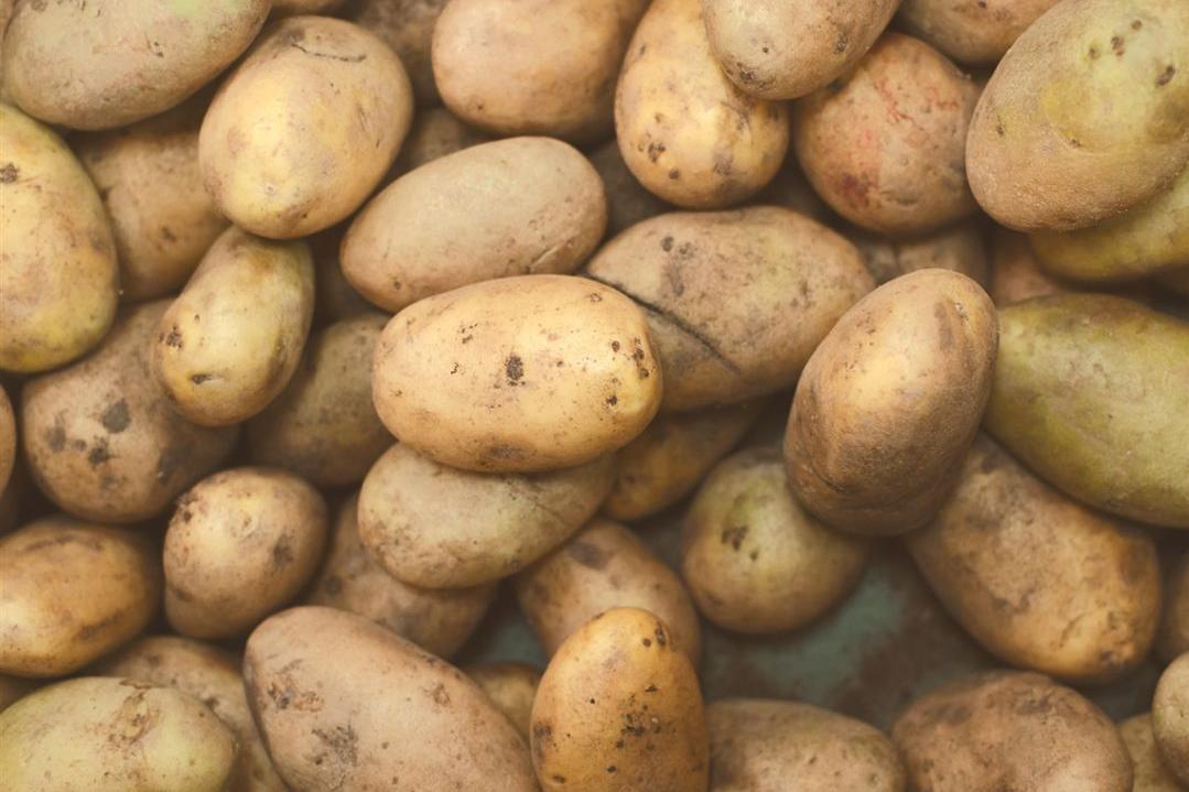 A pile of unwashed potatoes with dirt specks, varying in size and shape. The earthy tones convey a natural and rustic feel.