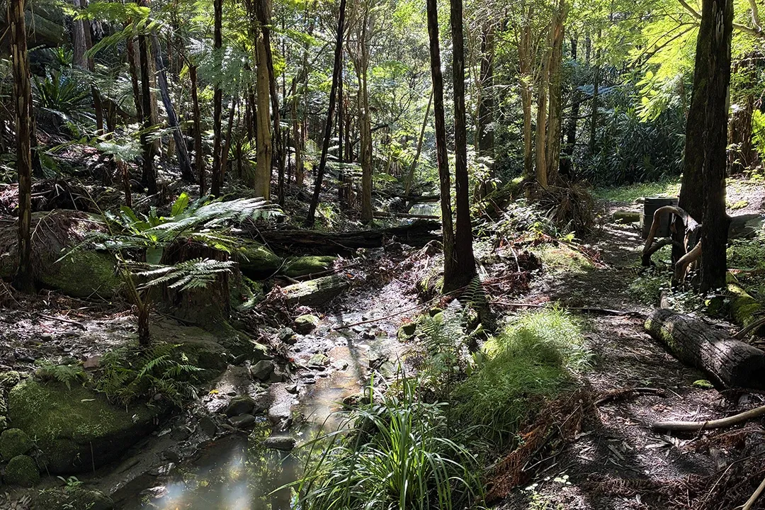 Sunlit forest stream winds through moss-covered rocks, ferns, and fallen logs beneath tall trees, creating a serene, lush woodland scene.