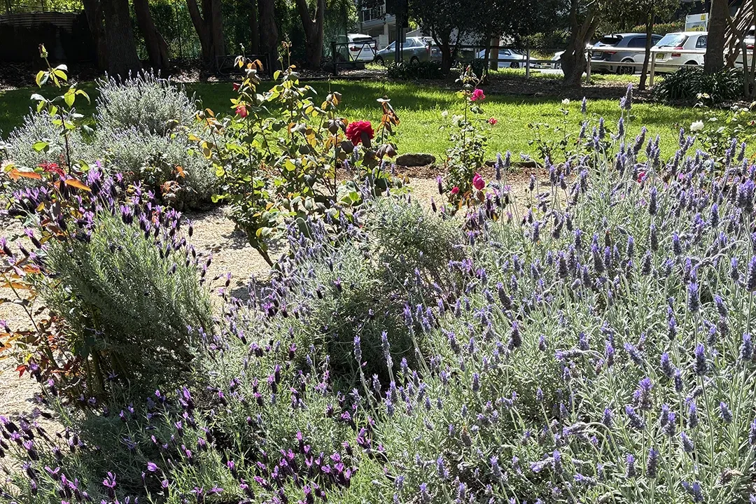 Lush garden bed with blooming lavender, purple flowers, red roses, and silvery foliage in dappled sunlight, creating a serene mood.