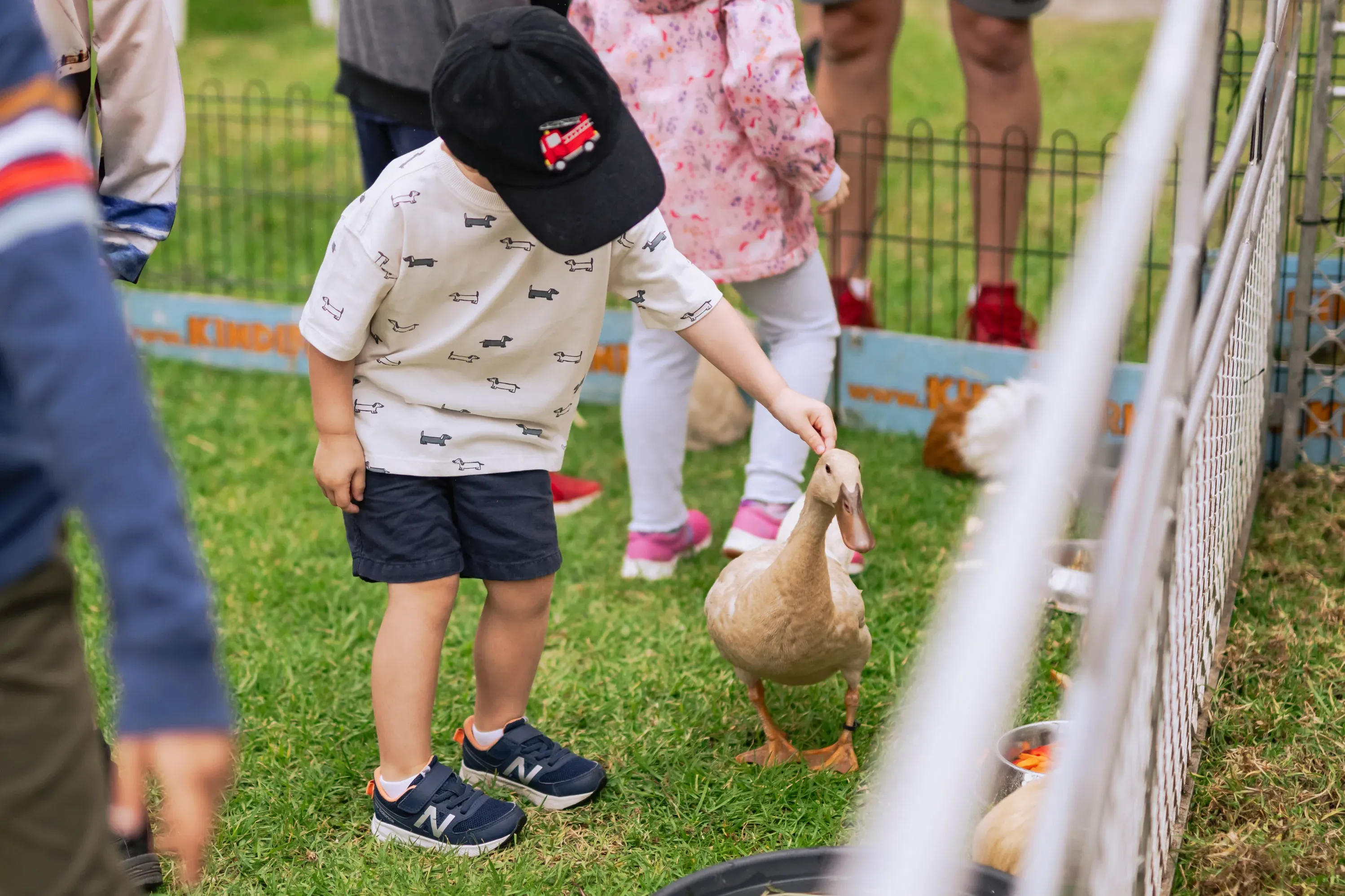 A child wearing a black cap gently reaches out to pat a duck inside a small animal enclosure at a community event.
