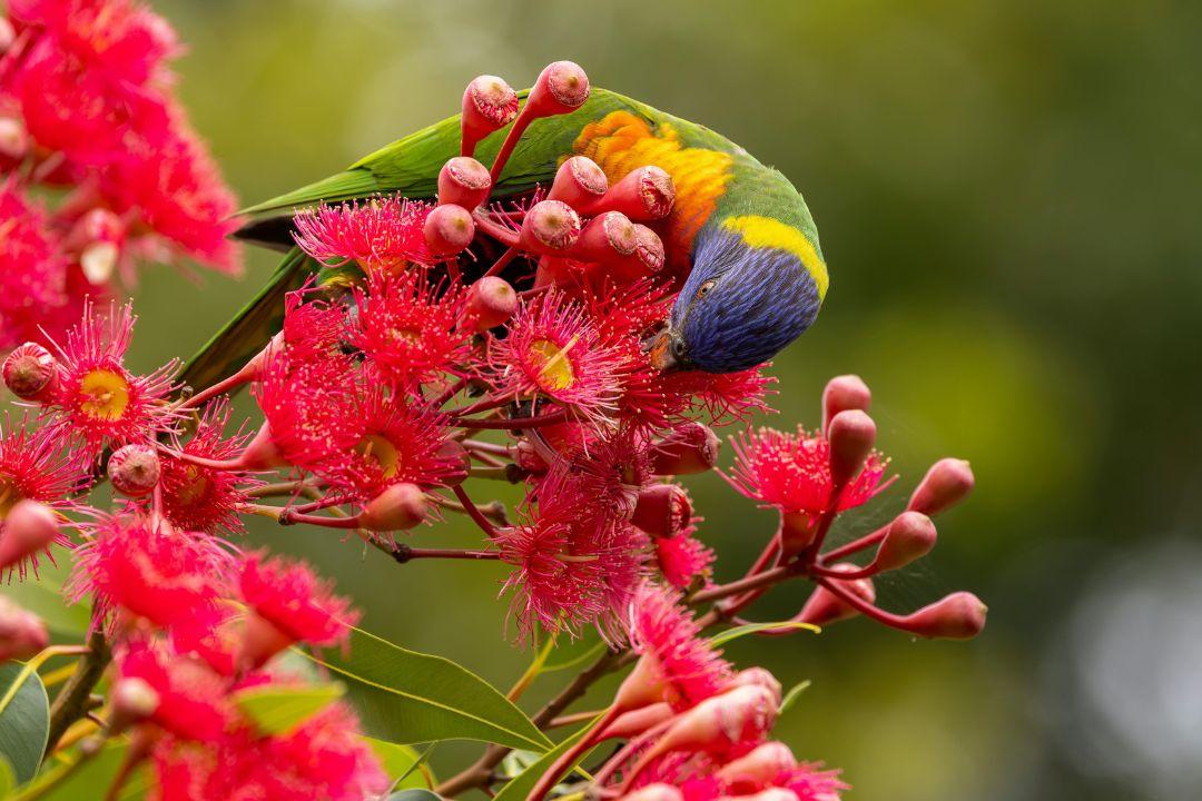 Rainbow lorikeet perched among vibrant red eucalyptus blossoms, its green, blue, yellow, and orange feathers creating a lively natural scene.