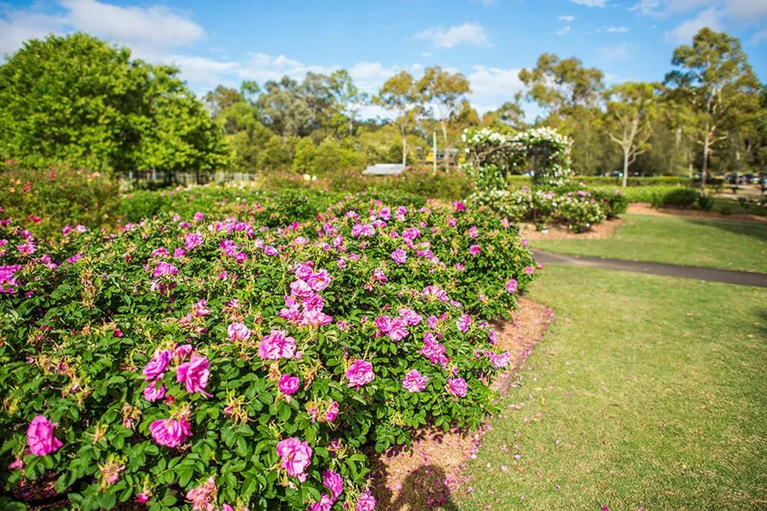Lush botanical garden with vibrant pink flowering shrubs beside a green lawn and pathway, under sunny blue skies; colourful, peaceful scene.