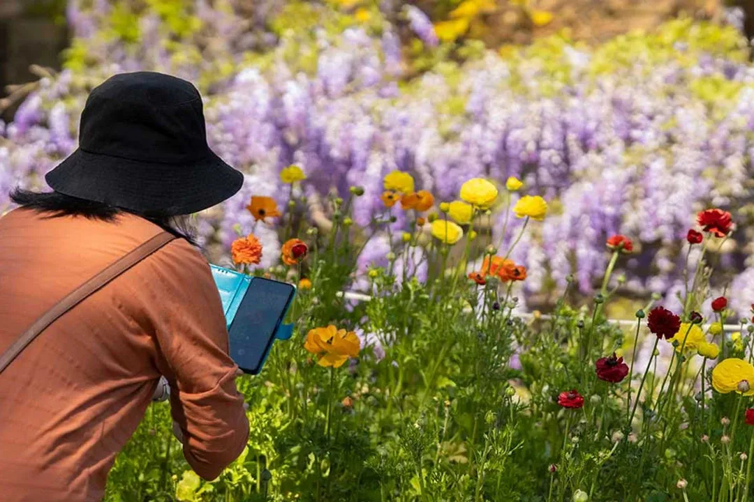 Person in a black sunhat and orange shirt photographs colorful wildflowers with a tablet, surrounded by purple blooms in a sunny garden.