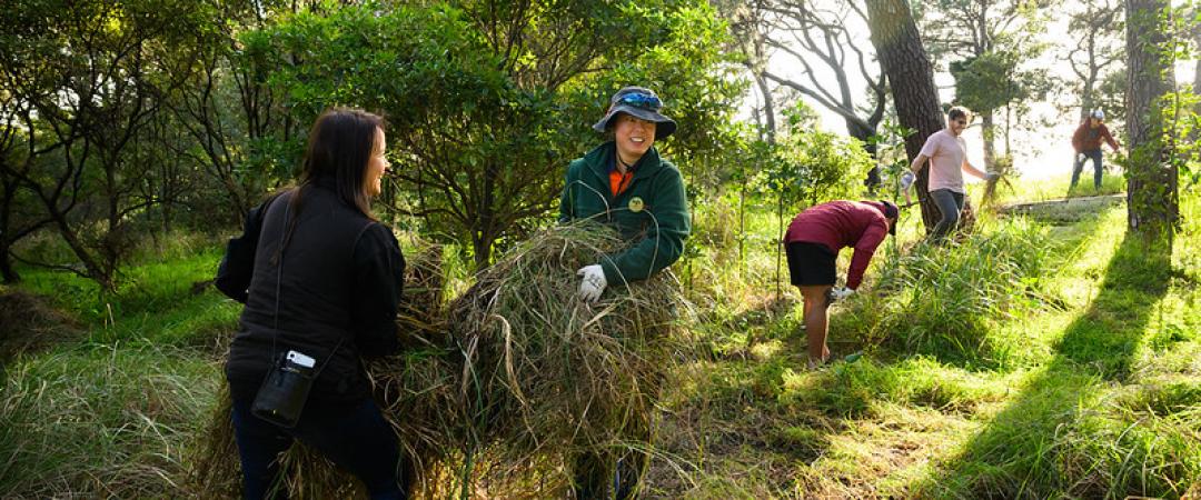 Sunday Environmental Volunteers at Parramatta Park