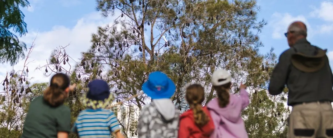 Group of children and an adult standing in a grassy park, looking up at a large tree filled with hanging bat colonies. The outdoor educational activity takes place in a bushland setting under a blue sky, with participants observing the wildlife from a distance among native trees and vegetation.