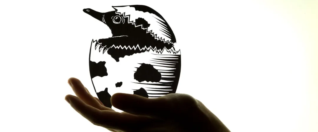 Hand holding echidna shadow puppet