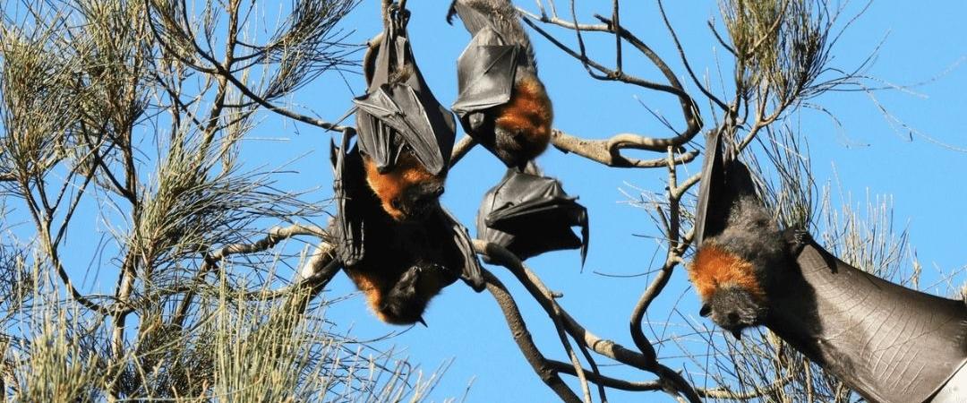 Bats hanging from tree branches against a clear blue sky. Their wings are folded, and they appear relaxed in the sparse foliage, creating a serene scene.