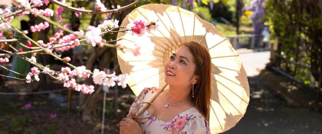 Woman looking a cherry blossoms standing under Oriental umbrella