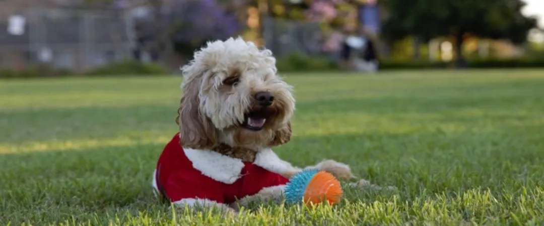 A fluffy dog in a red sweater sits on lush green grass, holding an orange toy. The background features blurred trees and a fence, creating a serene park setting.