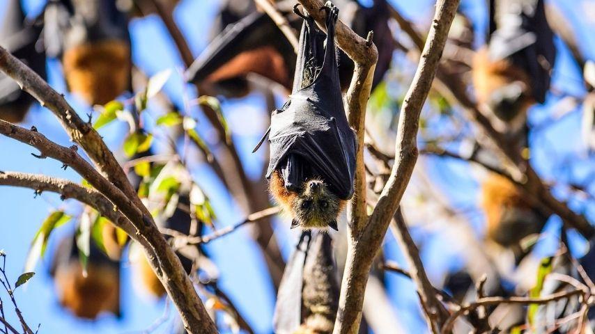 Bats hanging from trees