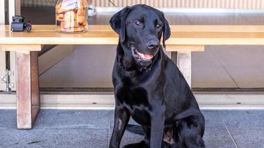 Happy looking black lab dog sitting on concrete outside cafe